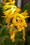 Pseudofumaria lutea