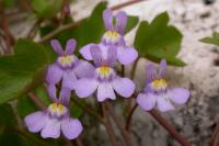 Cymbalaria muralis