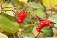 Viburnum opulus