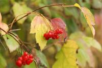 Viburnum opulus