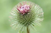 Arctium lappa
