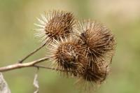Arctium minus