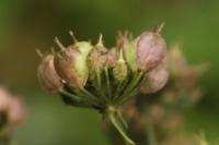 Heracleum sphondylium
