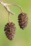 Alnus glutinosa
