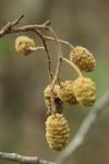 Alnus glutinosa