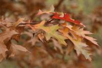 Quercus rubra