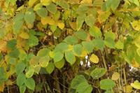 Reynoutria japonica