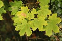 Acer platanoides