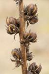 Verbascum virgatum