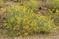 Senecio inaequidens