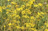 Senecio inaequidens