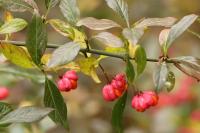 Euonymus europaeus