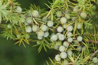 Juniperus communis