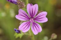 Malva sylvestris