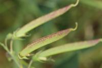 Lathyrus latifolius