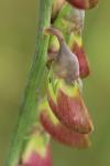 Lathyrus latifolius