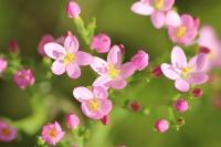 Centaurium erythraea