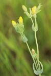 Blackstonia perfoliata