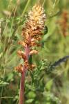Orobanche picridis-hieracioidis