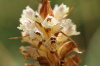 Orobanche picridis-hieracioidis