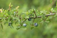 Prunus spinosa