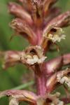 Orobanche amethystea