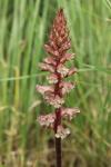 Orobanche amethystea