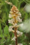 Orobanche picridis-hieracioidis