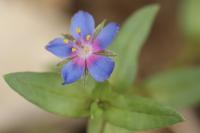Lysimachia foemina