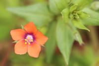 Lysimachia arvensis