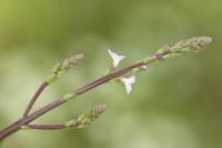 Verbena officinalis