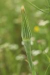 Tragopogon dubius
