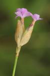 Petrorhagia prolifera