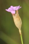 Petrorhagia prolifera