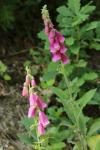 Digitalis purpurea