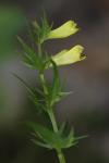 Melampyrum pratense