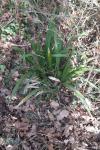 Iris foetidissima
