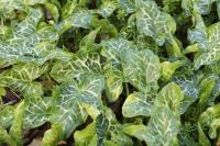 Arum italicum