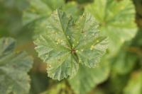 Malva neglecta