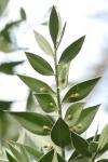 Ruscus aculeatus