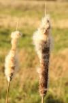 Typha latifolia