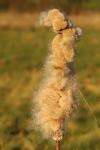 Typha latifolia