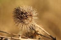 Arctium minus