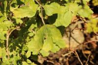 Pastinaca sativa