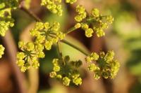 Pastinaca sativa