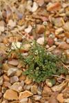 Cardamine hirsuta