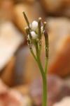 Cardamine hirsuta