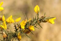 Ulex europaeus