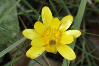 Ficaria verna