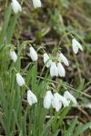 Galanthus nivalis